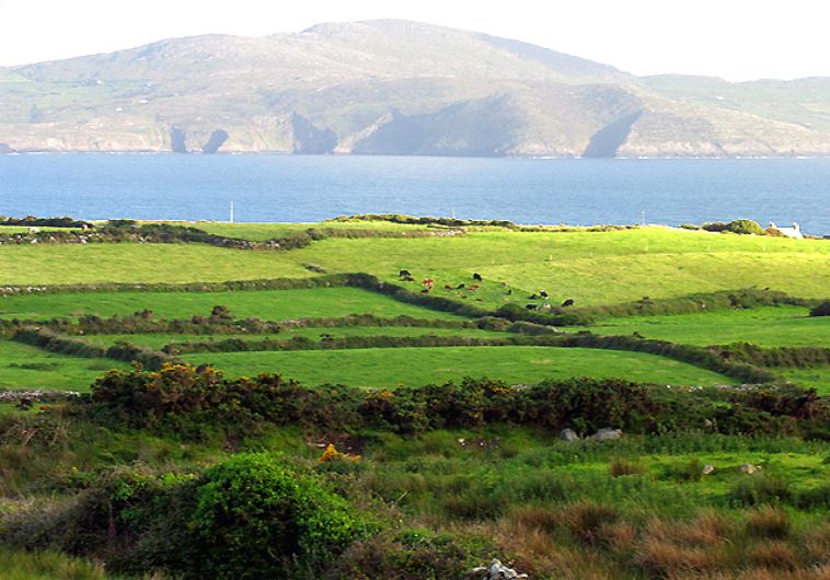 Pasture near Ballyieragh, County Cork, Ireland