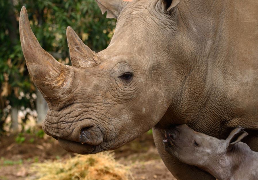 Rami the rhino born at Ramat Gan Safari