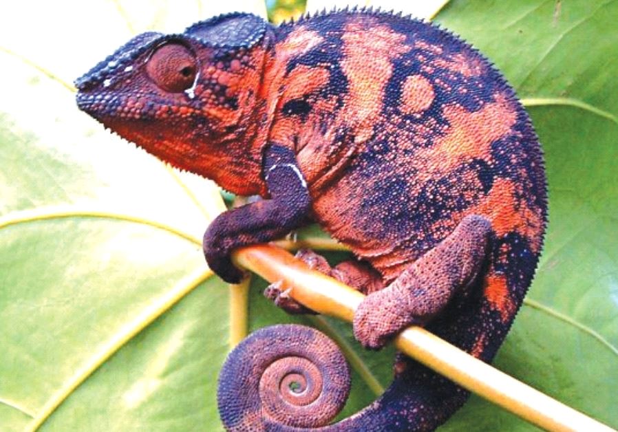 The Natural History Museum