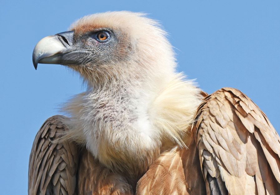 A vulture