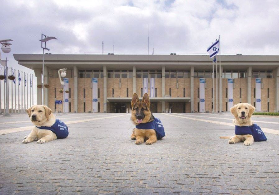 Des chiens guides d'aveugles en entrainement