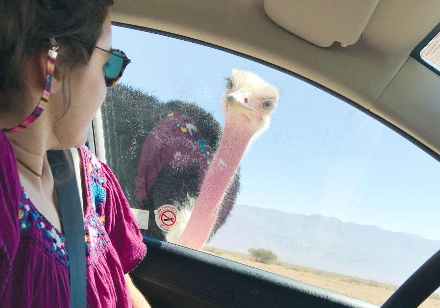 The Hai-Bar Yotvata Nature Reserve